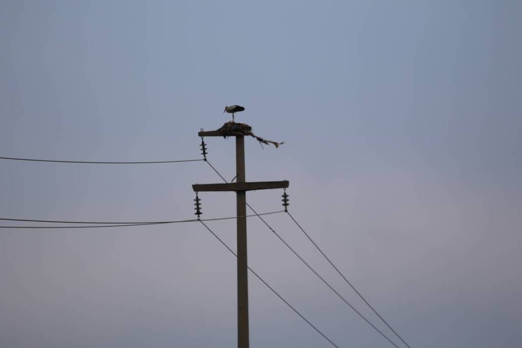 O kentte yüksek gerilim hattı direklerinde şoke eden görüntüler! 5 bin kilometre yoldan geldiler 8